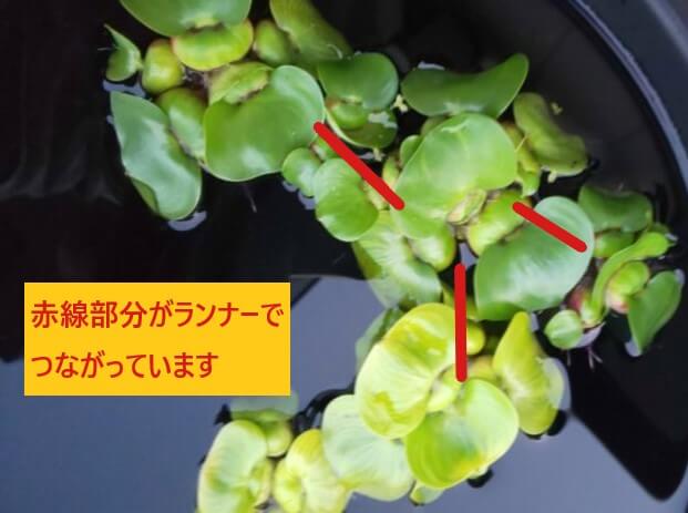 ホテイアオイ（布袋草）の増え過ぎに注意！メダカに悪影響を与える原因と対処方法について